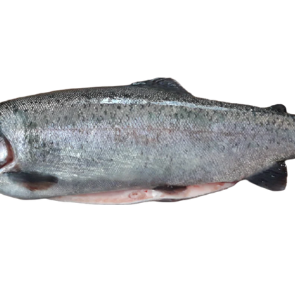 Lachsforelle - Frischfisch