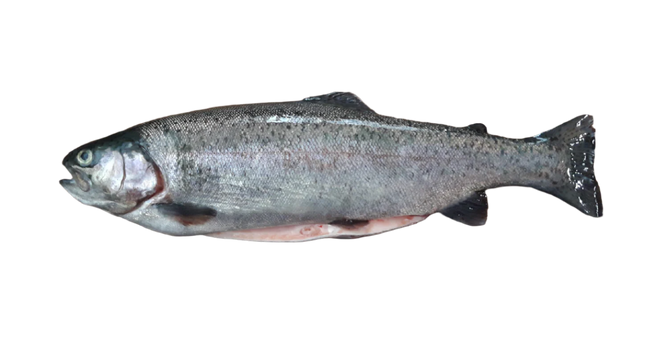 Lachsforelle - Frischfisch