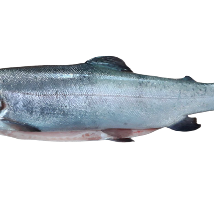 Regenbogenforelle - Frischfisch