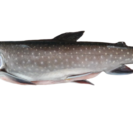 Saibling - Frischfisch
