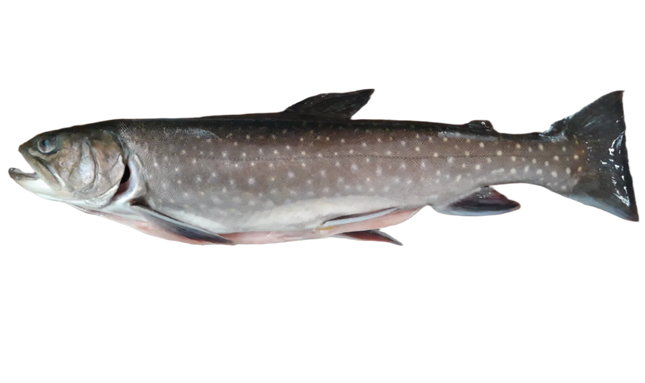 Saibling - Frischfisch