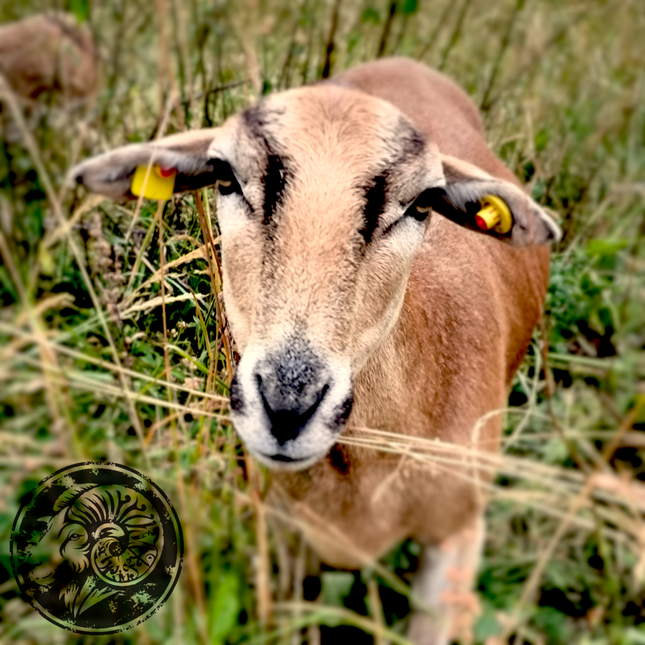 Anna – Die warmherzige Matriarchin der Weide