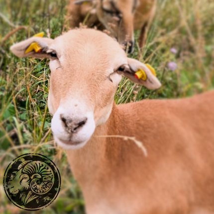 Emma – Die sanfte Seele mit stillem Herzen