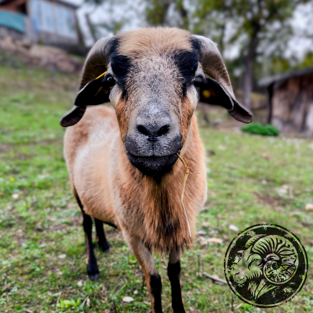 Franz – Der charmante Gentleman der Weide