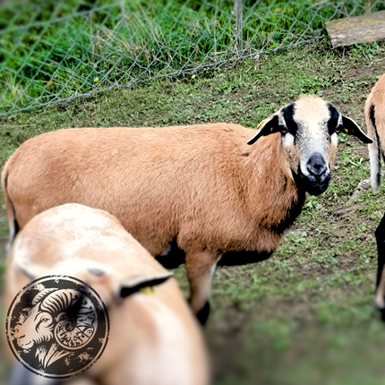 Franzi – Das entzückende Kamerunschaf