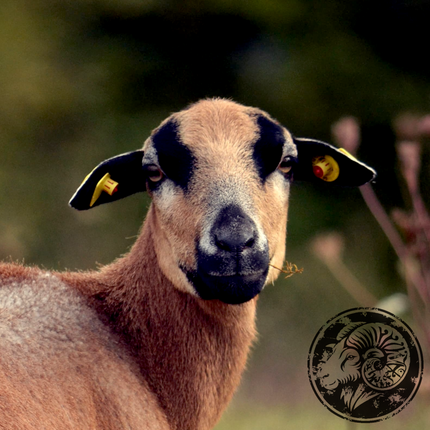 Frida – Die elfenhafte Wächterin der Weide