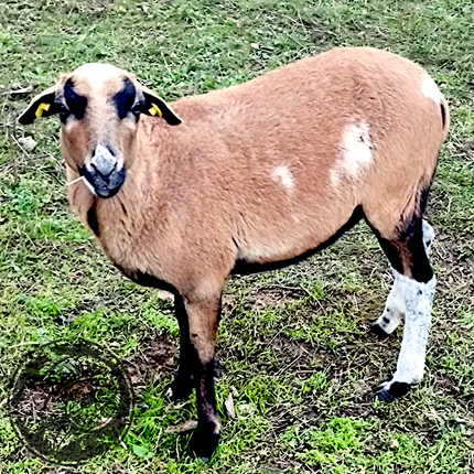 Hedda – Die stille Wächterin der Weide