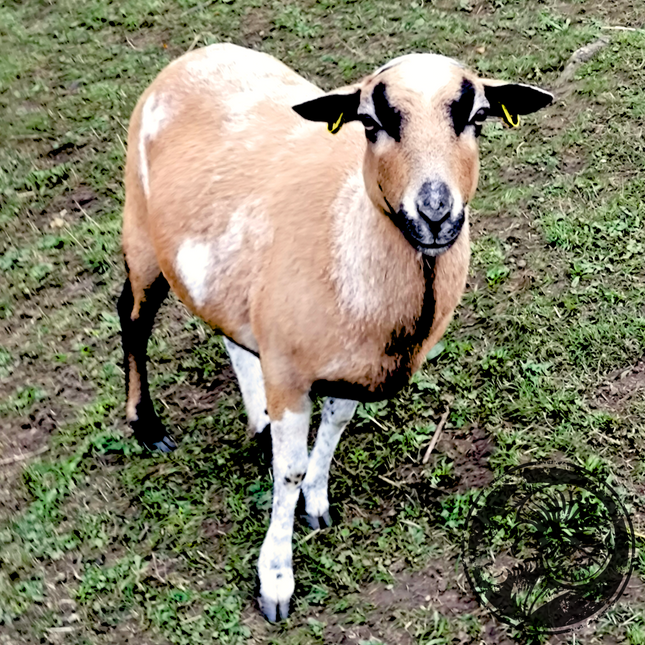 Karo – Die wachsame Schönheit der Weide