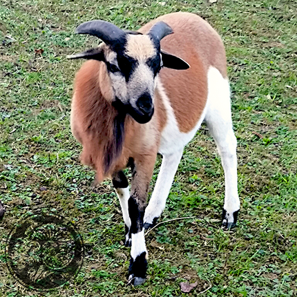 Kenny-Leggings – Der flauschige Casanova der Weide