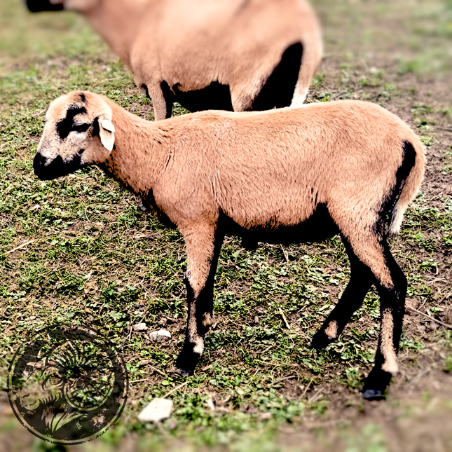 Leoni – Die mutige kleine Frühlingsfee