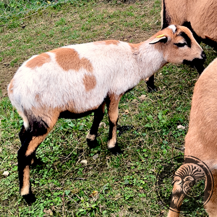 Milka – Die kleine Prinzessin der Weide