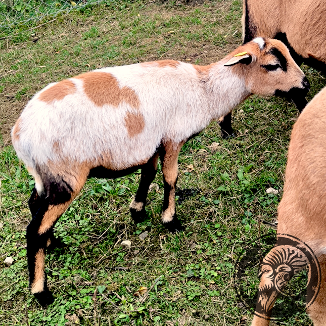 Milka – Die kleine Prinzessin der Weide