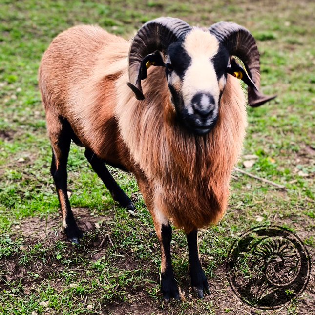 Shaun – Der majestätische König der Weide