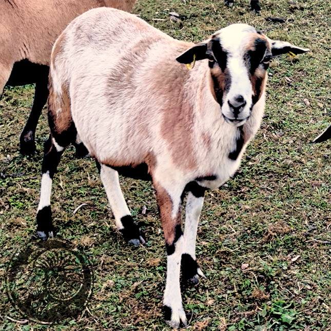 Schecki – Die elegante Dame der Schecken